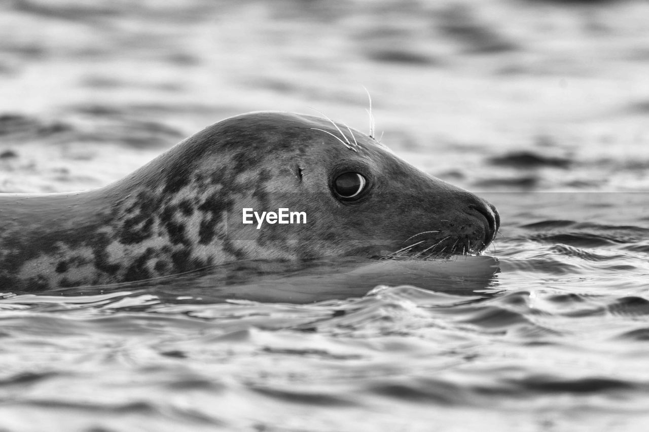 CLOSE-UP OF SEA TURTLE SWIMMING IN THE WATER