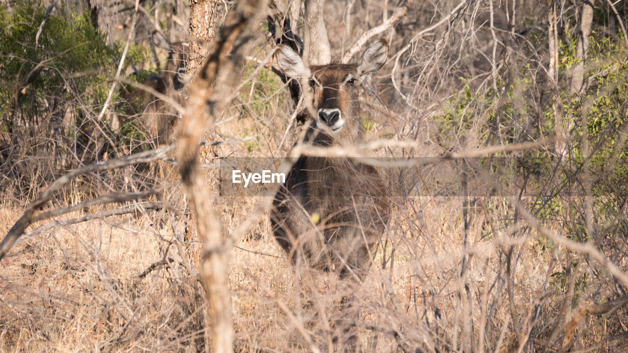 PORTRAIT OF DEER IN FOREST