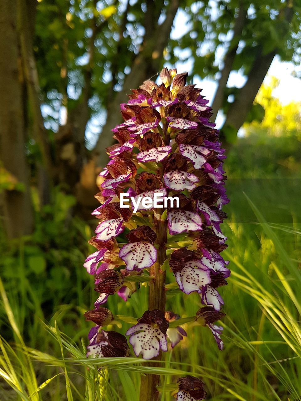 CLOSE-UP OF PURPLE FLOWERS