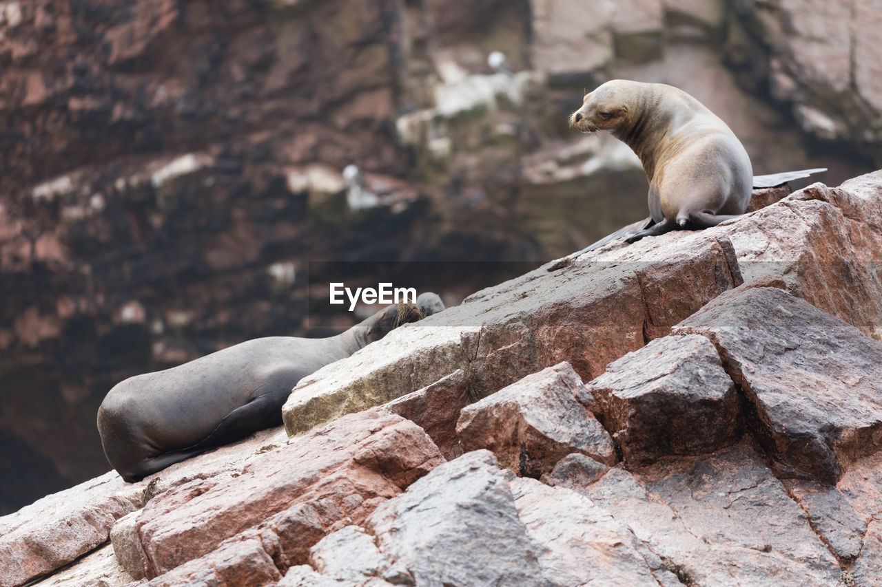 High angle view of seals on rock formation