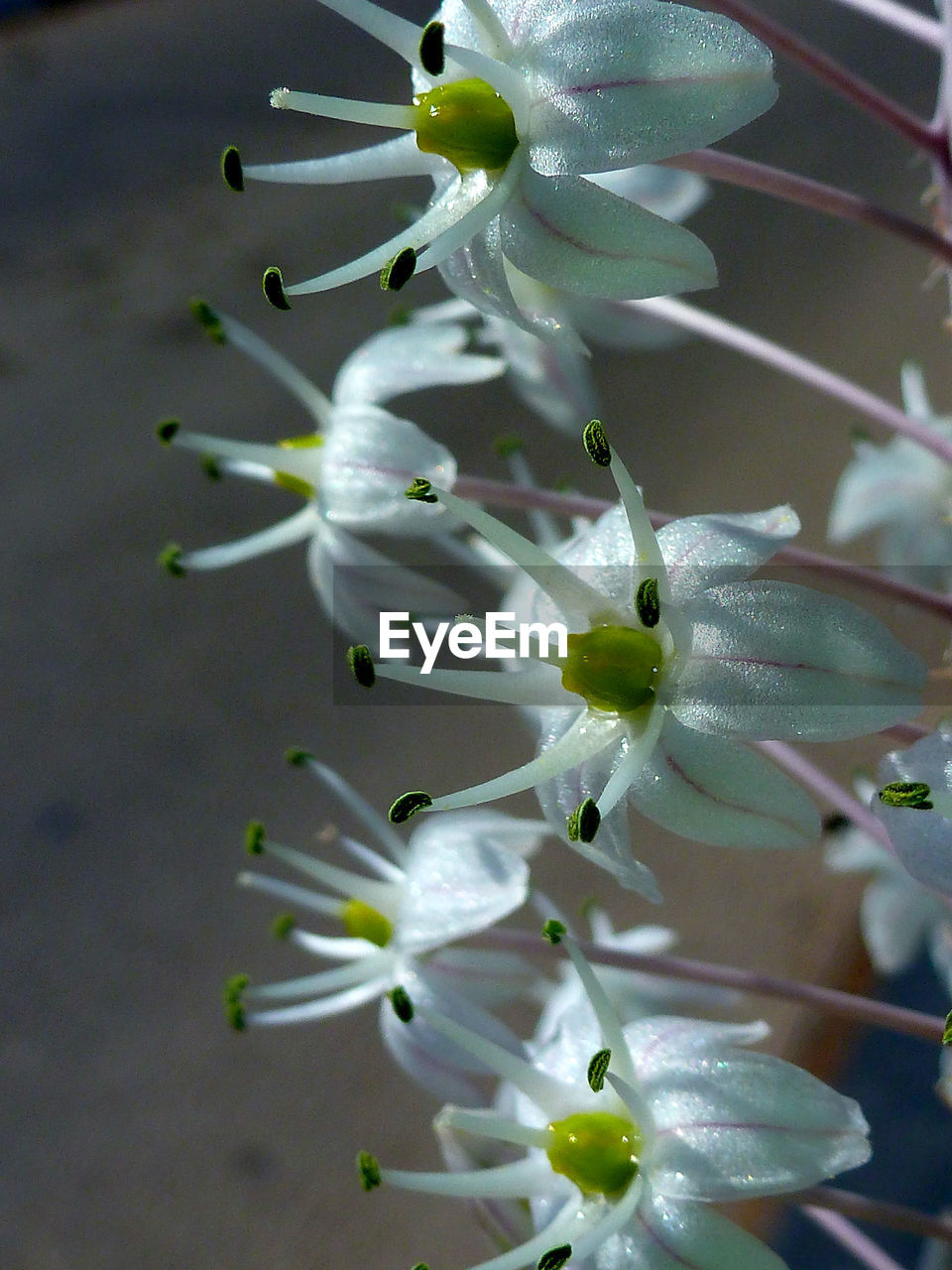 Close-up of flowers