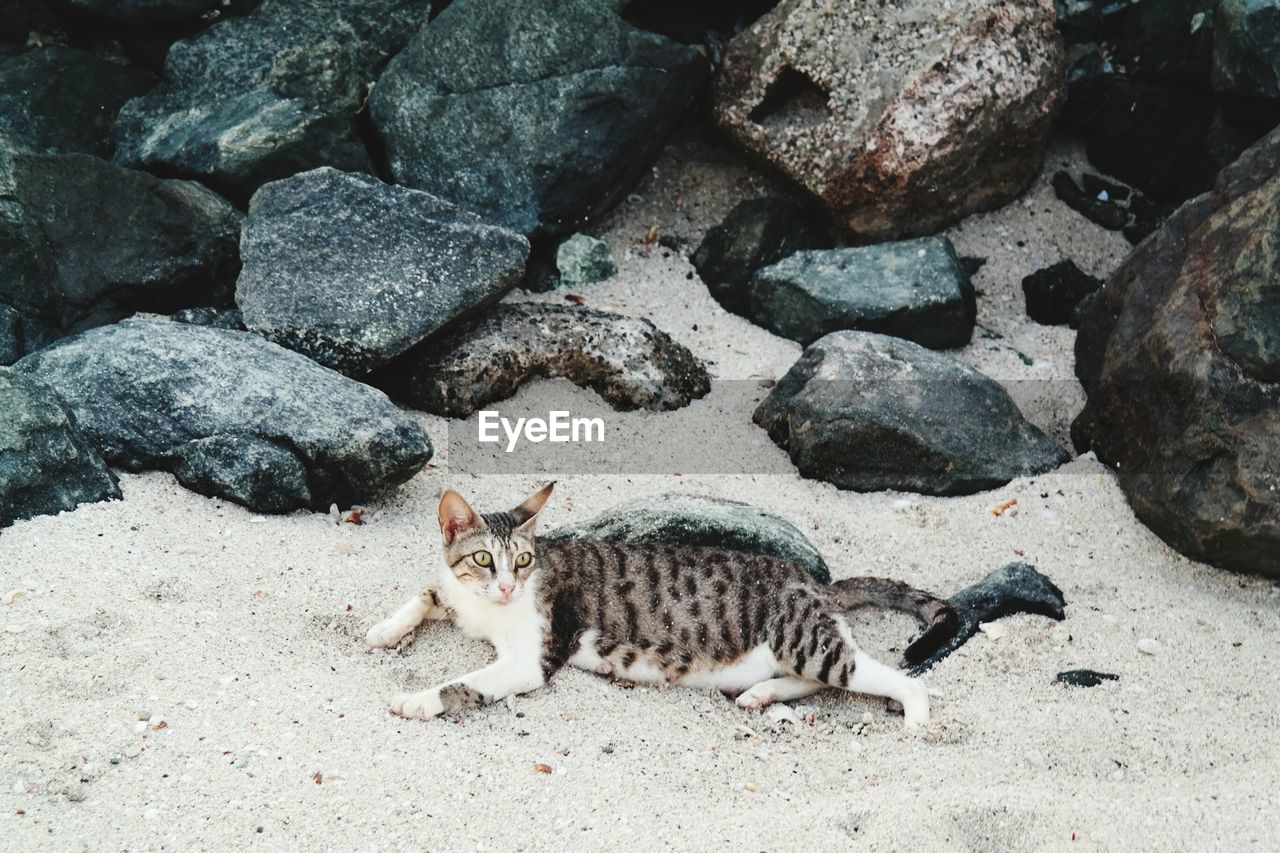 Portrait of cat on sand