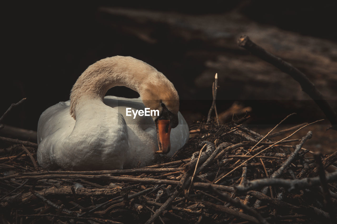 Close-up of birds in nest