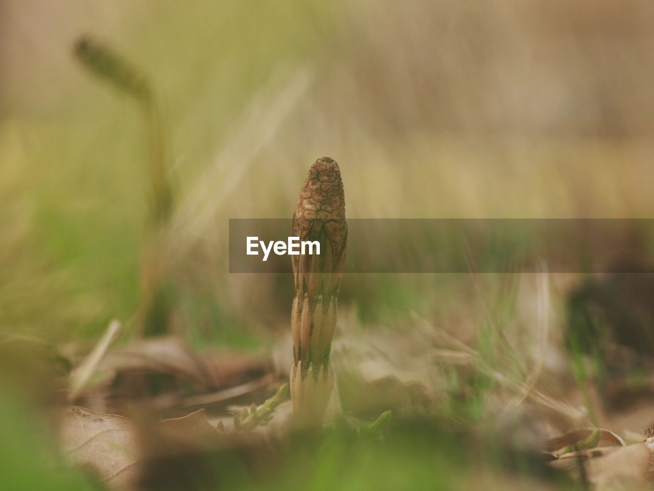 CLOSE-UP OF A REPTILE ON GRASS