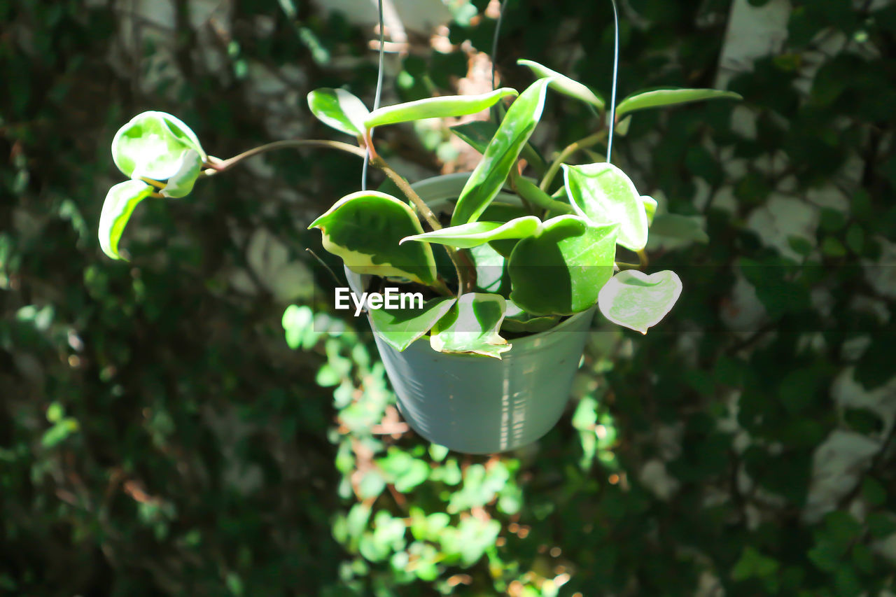 green, plant, growth, leaf, plant part, flower, nature, beauty in nature, freshness, no people, shrub, focus on foreground, outdoors, day, close-up, food and drink, food, tree, flowering plant, branch, botany, garden, agriculture, wildflower, sunlight