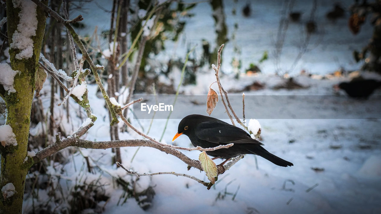animal, animal themes, animal wildlife, nature, wildlife, winter, bird, one animal, snow, tree, no people, branch, plant, cold temperature, outdoors, day, perching, water, focus on foreground