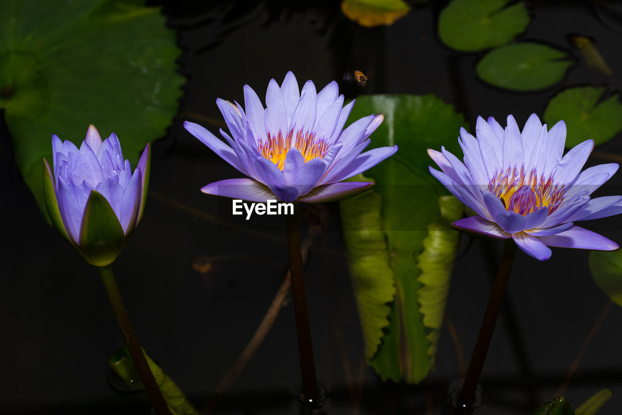 Close-up of lotus water lily in lake