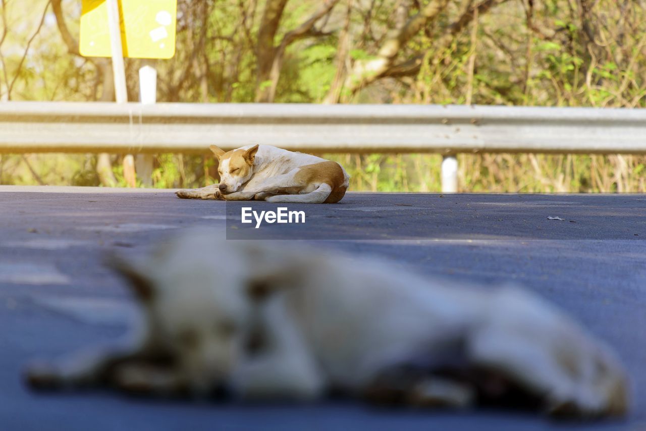 View of dogs sleep on street