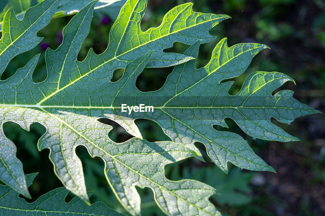 CLOSE-UP OF LEAF