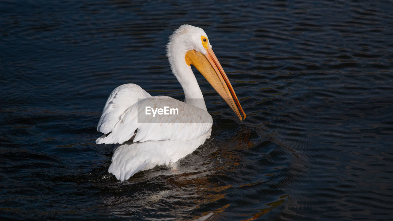 SWAN IN LAKE