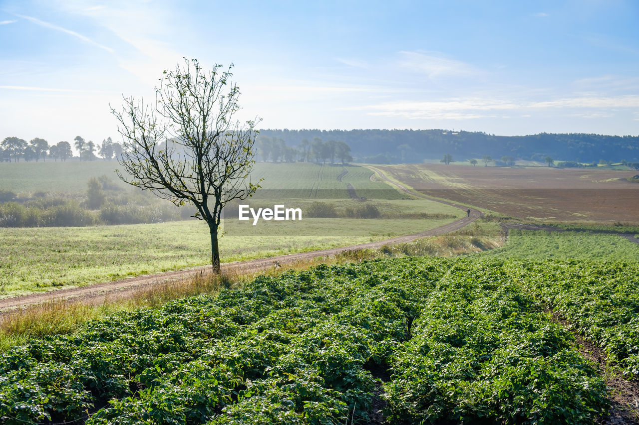 Potato field in a rural landscape with a winding road in the landscape