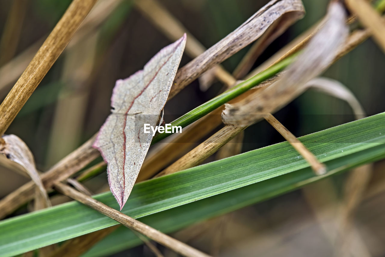 CLOSE-UP OF DRY LEAVES ON PLANT OUTDOORS