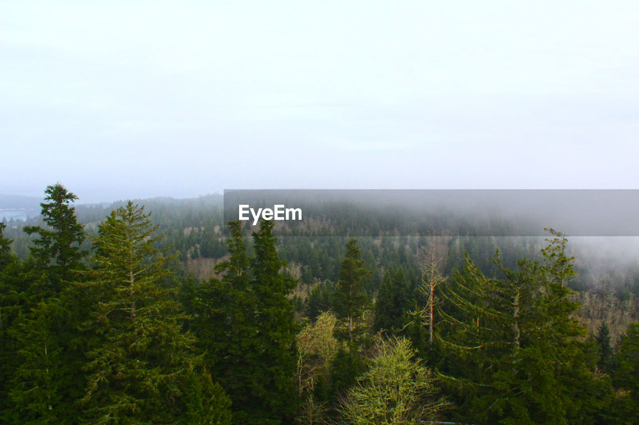 Pine trees in forest against sky