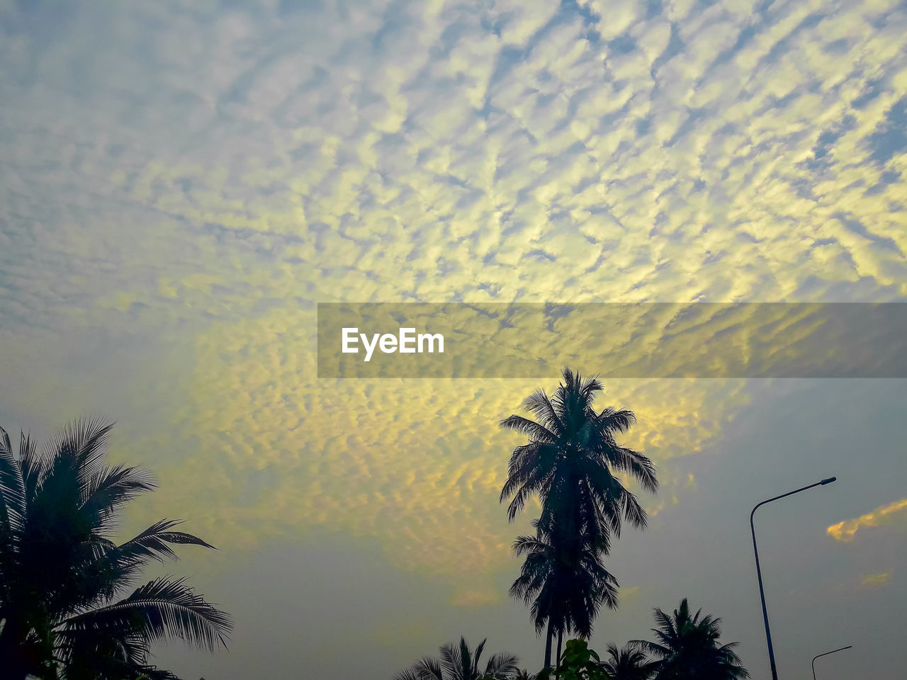 LOW ANGLE VIEW OF SILHOUETTE COCONUT PALM TREE AGAINST SKY