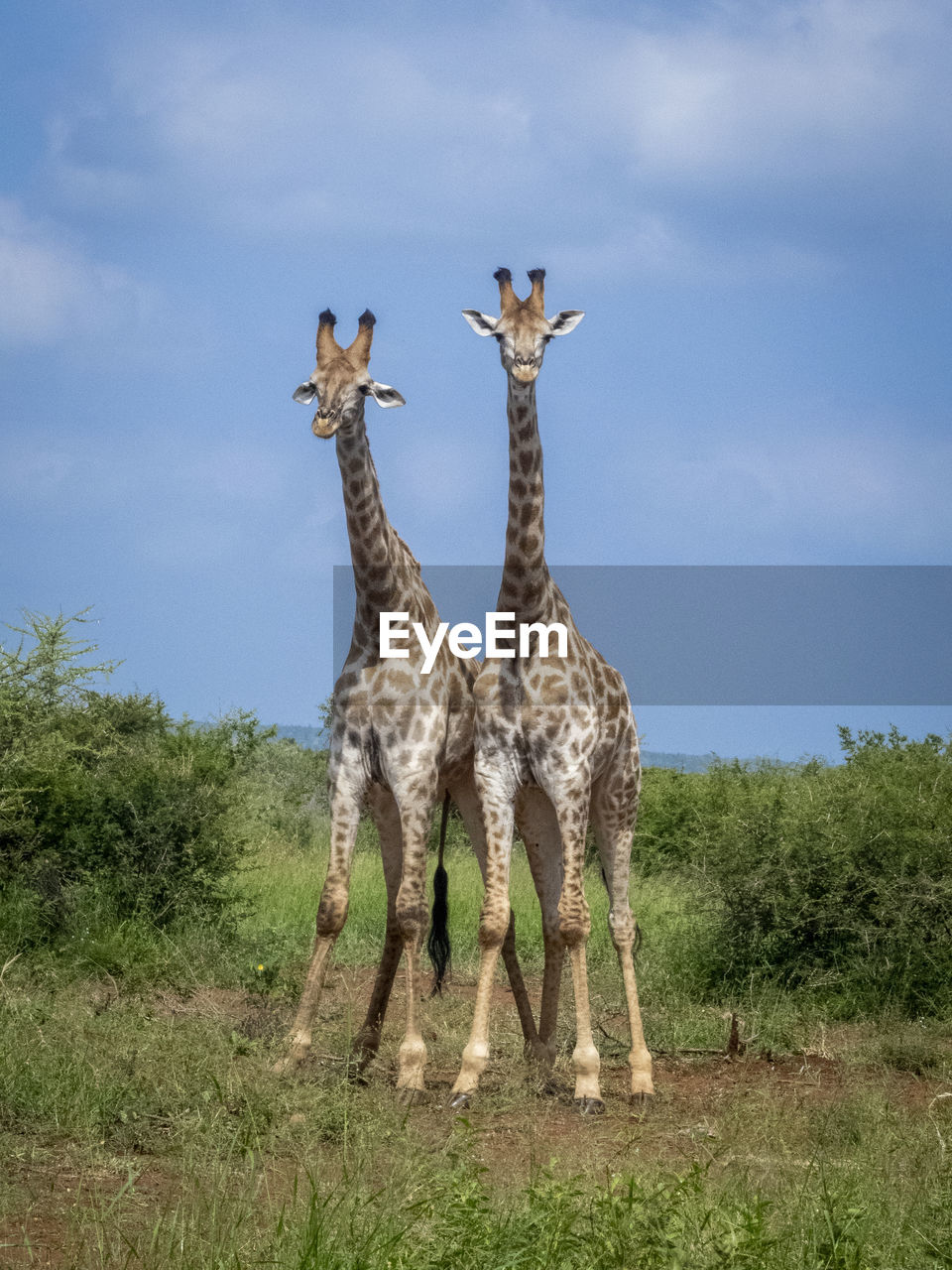 View of giraffe on field against sky