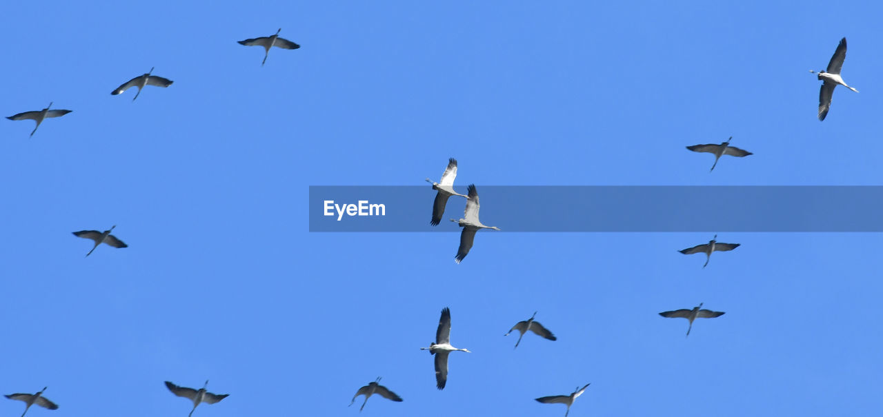 LOW ANGLE VIEW OF BIRDS FLYING AGAINST THE SKY