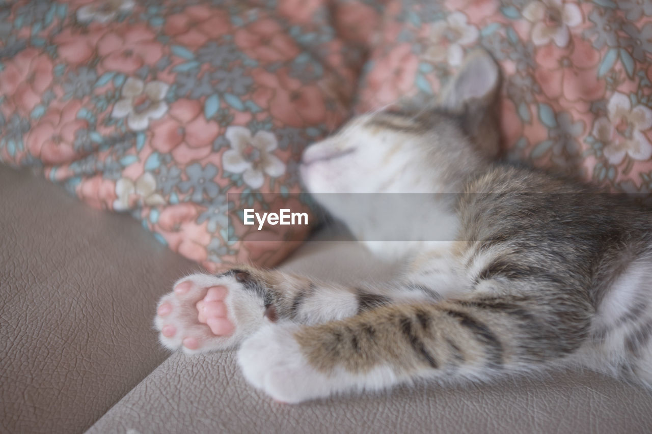 CLOSE-UP OF CAT SLEEPING ON BLANKET