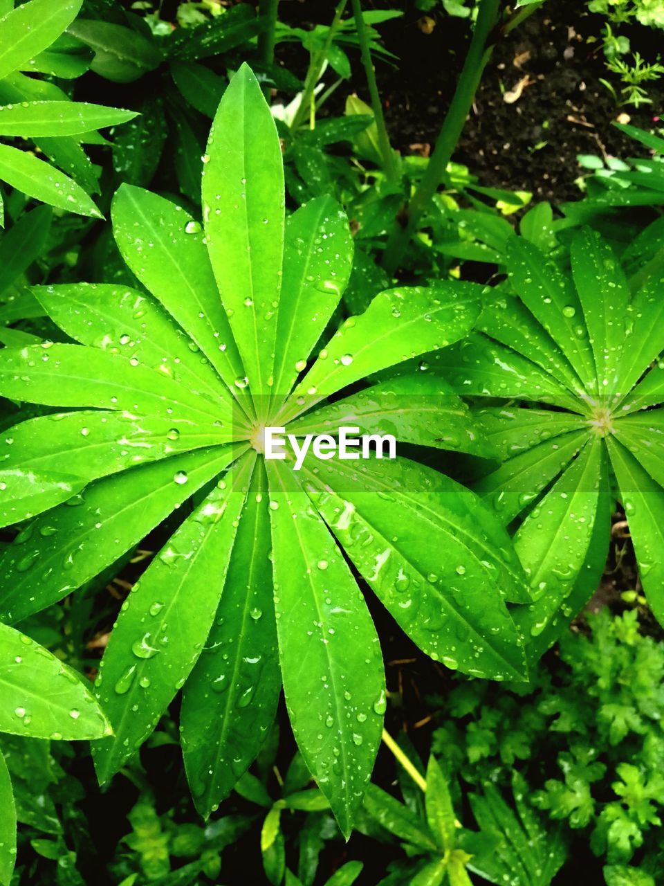 Full frame shot of leaves