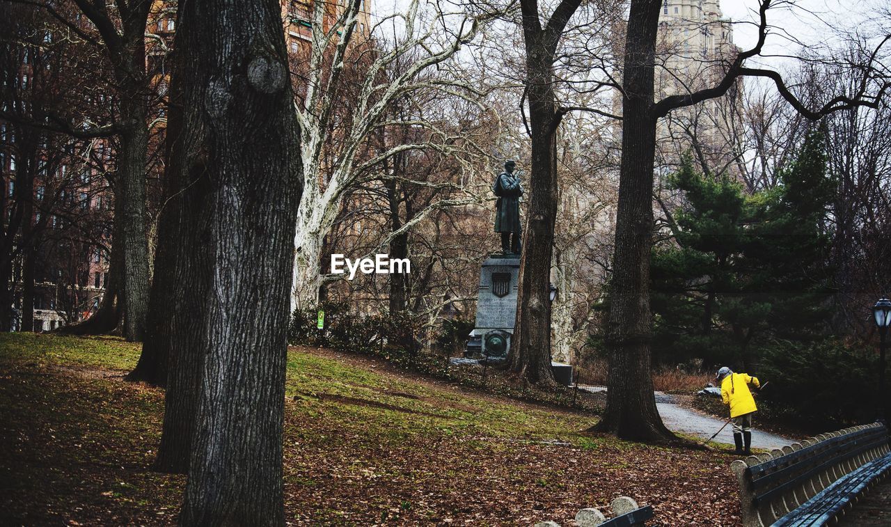 BARE TREES IN THE PARK