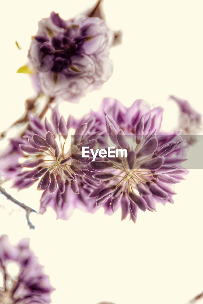 CLOSE-UP OF PURPLE FLOWERS