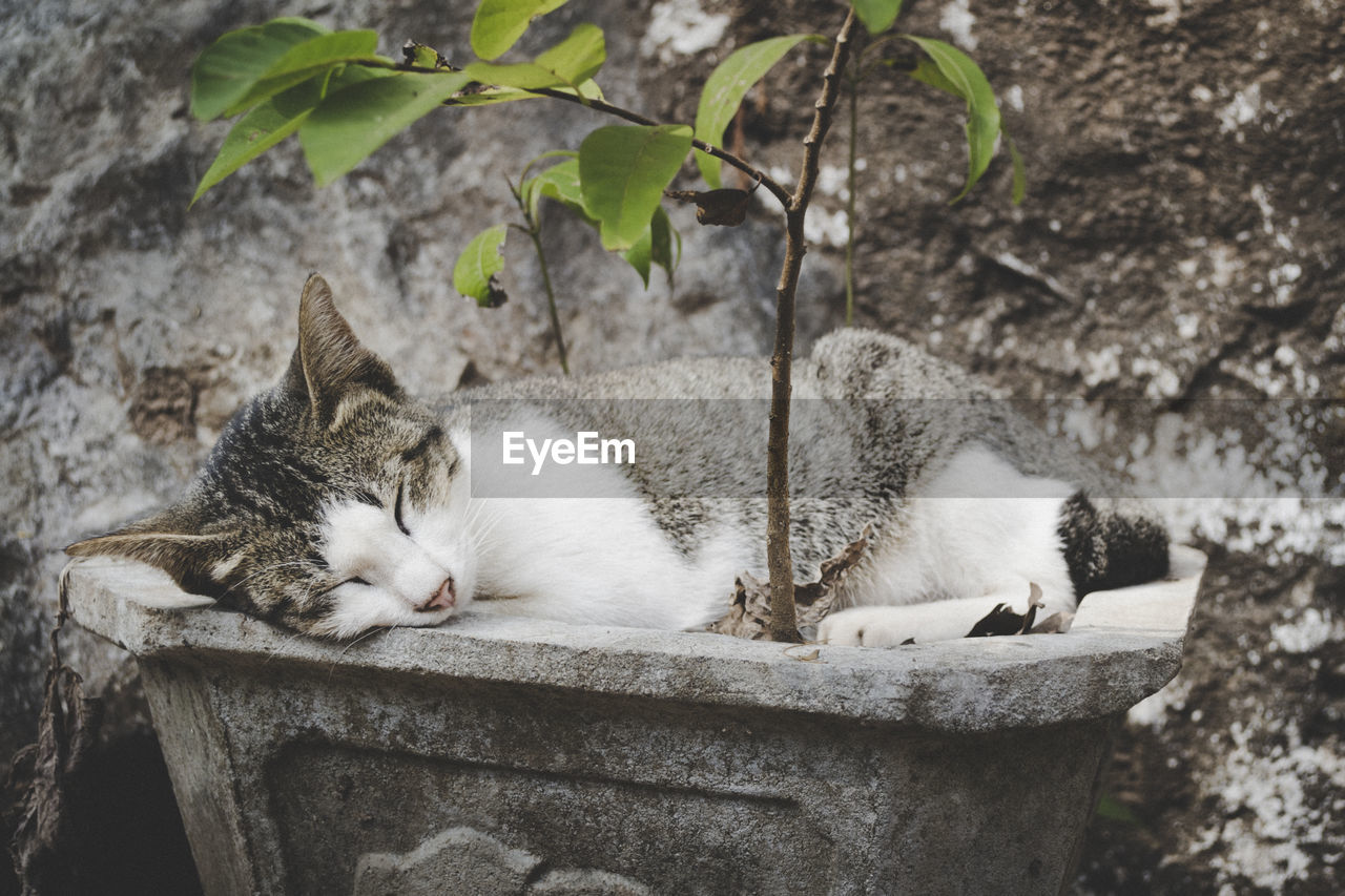 Young cat, not a kitten anymore, sleeping in a planter illustrating peace, rest, relaxation