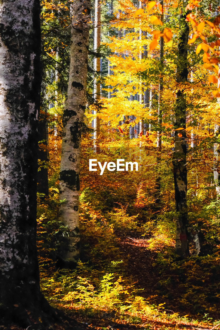 high angle view of trees in forest