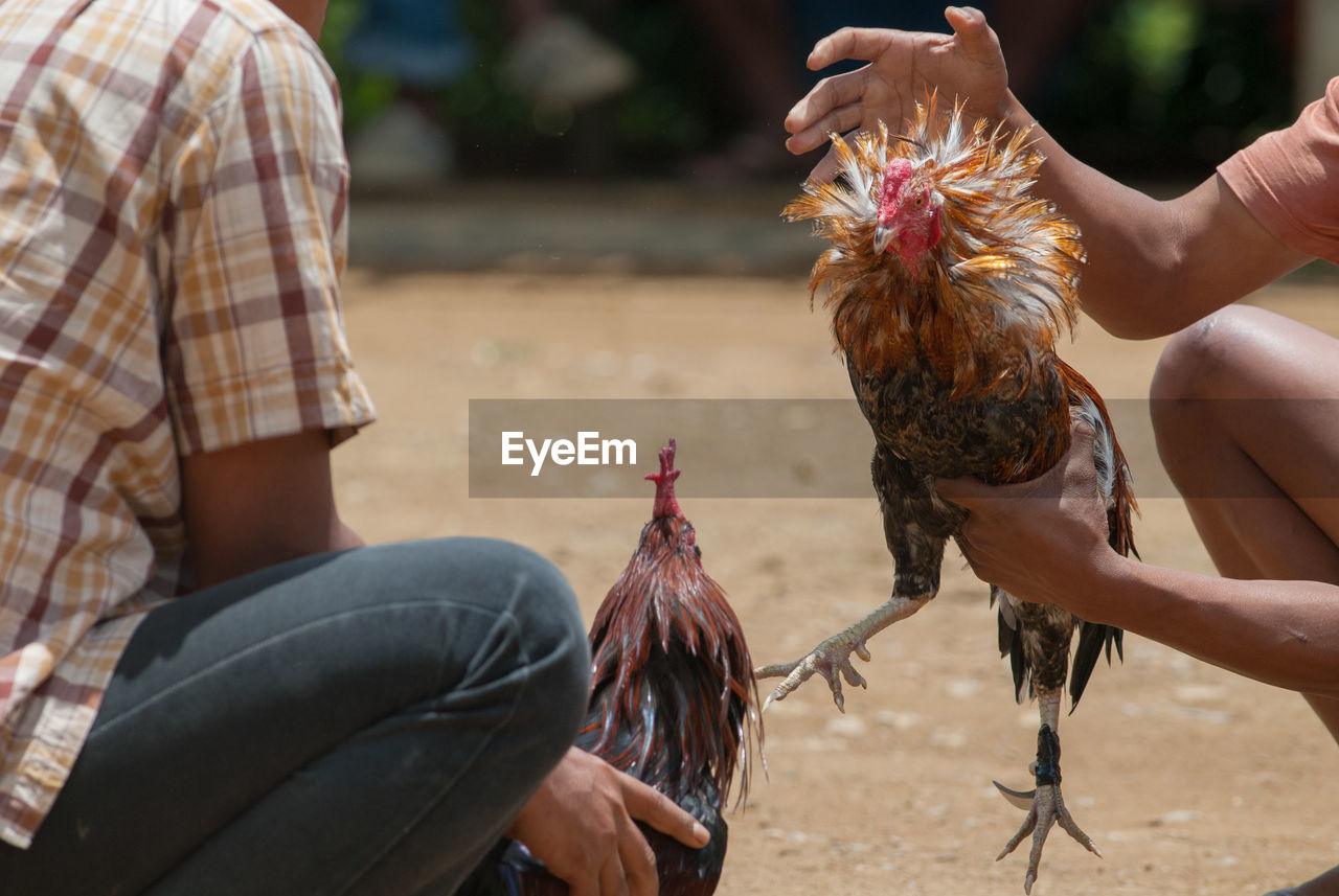 Cockfighting in tana toraja