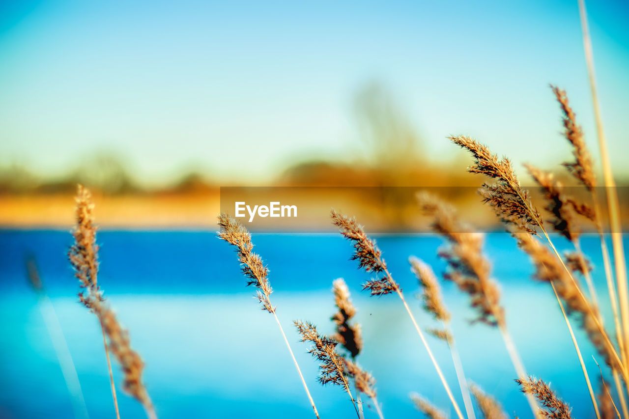 CLOSE-UP OF STALKS AGAINST THE SKY