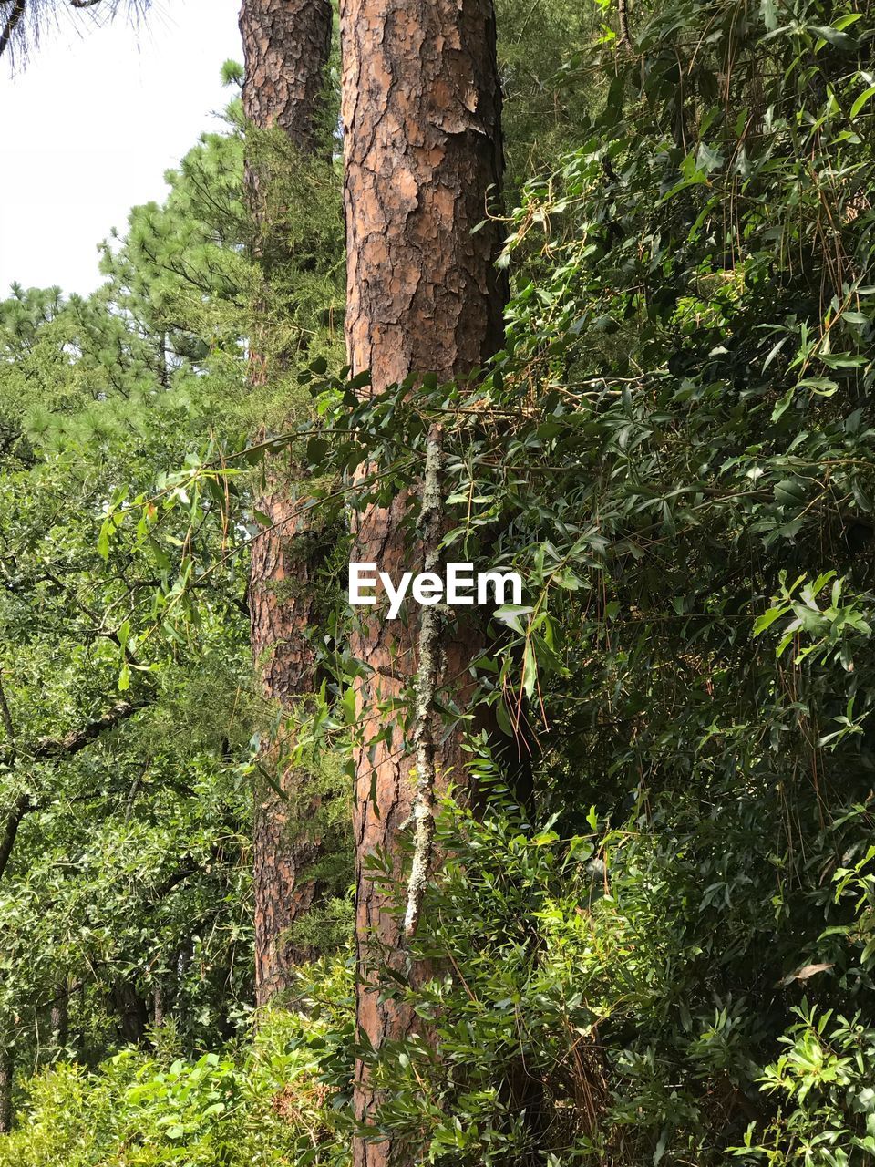 PLANTS GROWING ON LAND