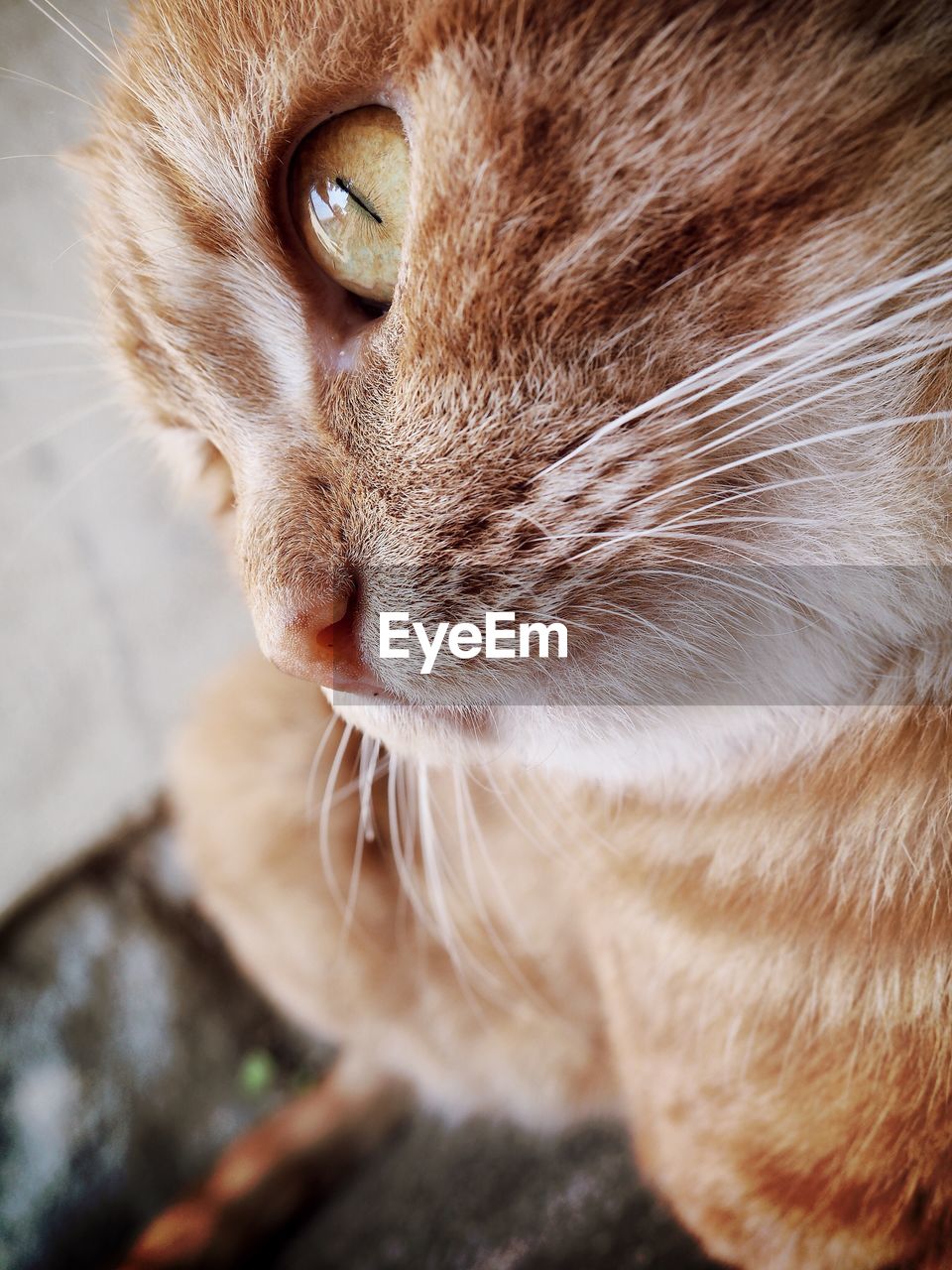 Close-up portrait of a cat