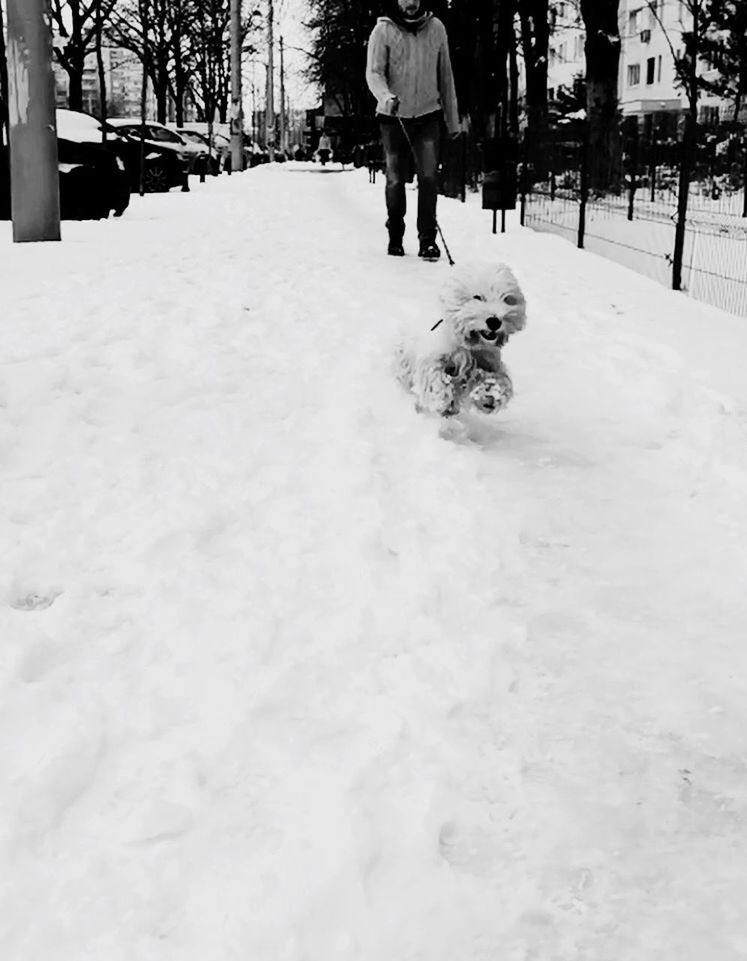 Person walking with dog in snow