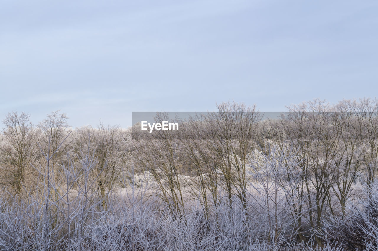 Trees on field against sky