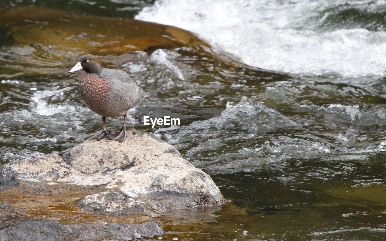 Blue duck perching on rock in river