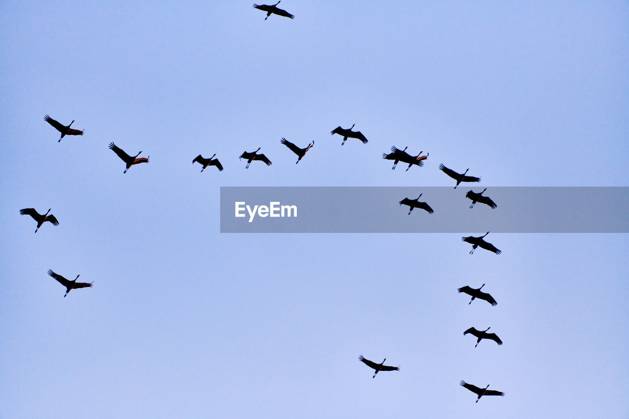 LOW ANGLE VIEW OF BIRDS IN THE SKY