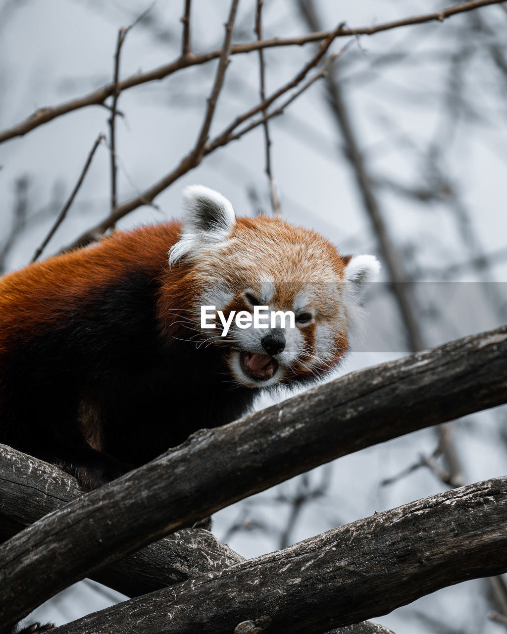 Low angle view of red panda on tree