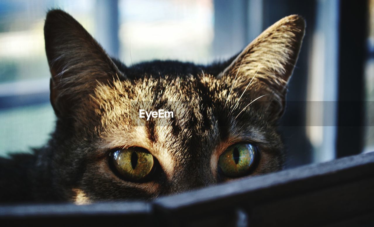 Close-up portrait of cat