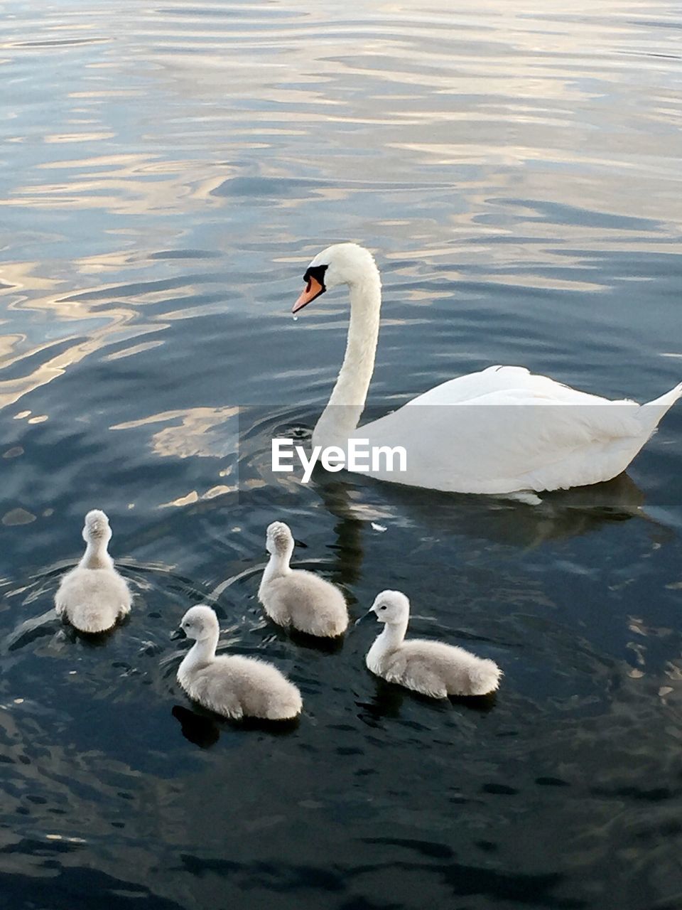 Swans and ducks swimming on lake