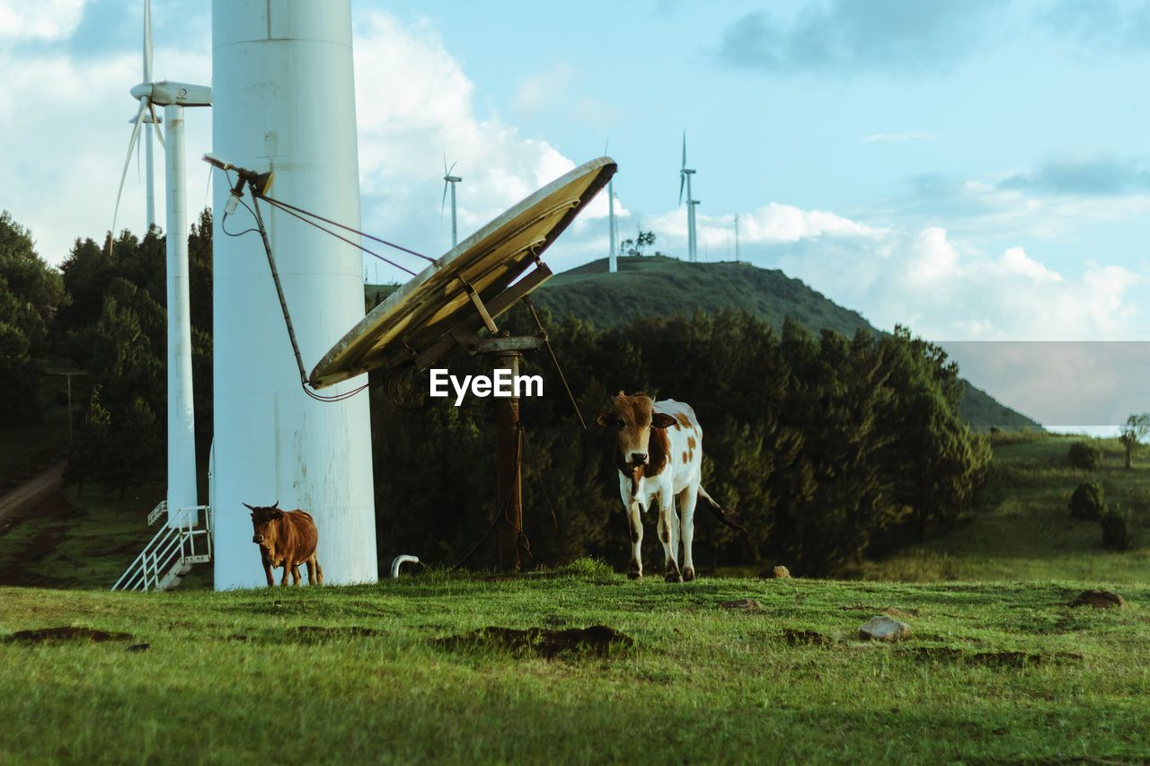 VIEW OF DOG IN FARM