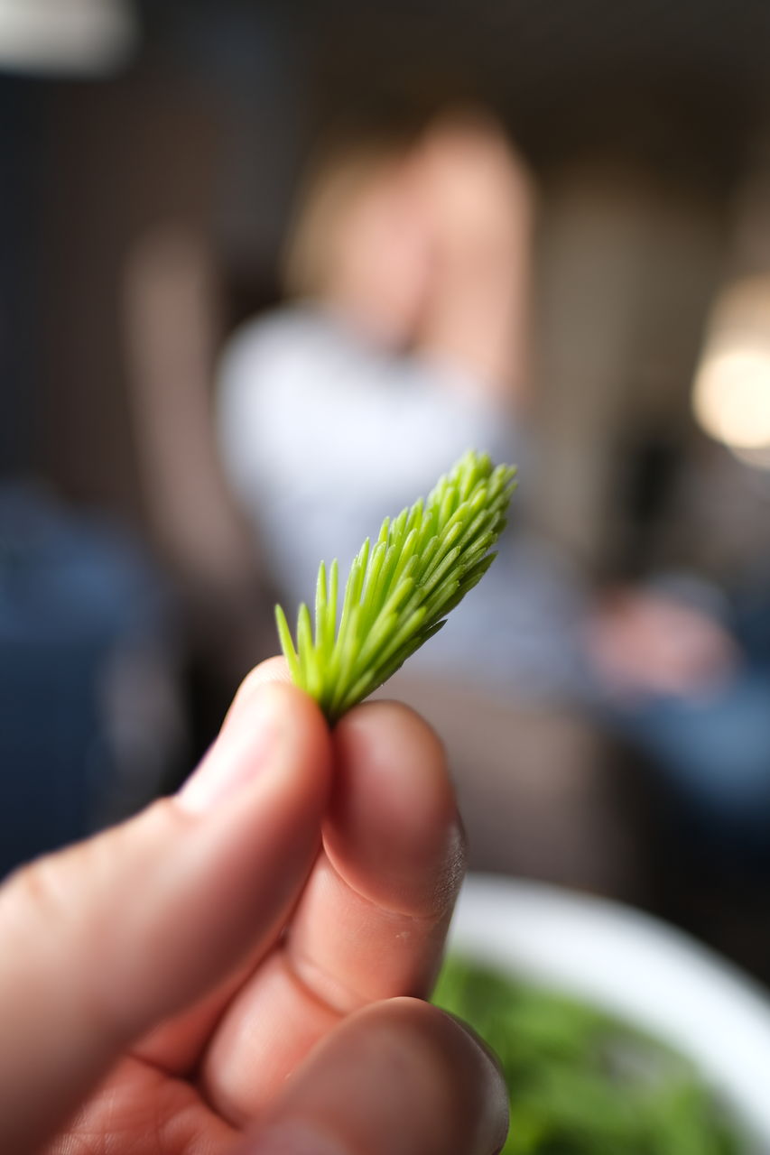 CLOSE-UP OF HAND HOLDING FRESH GREEN LEAF