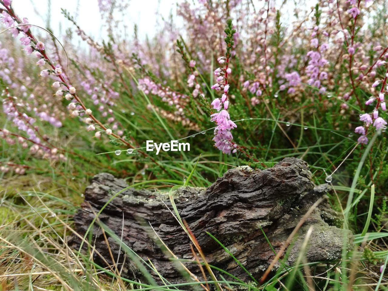 CLOSE-UP OF PURPLE FLOWERS BLOOMING ON FIELD