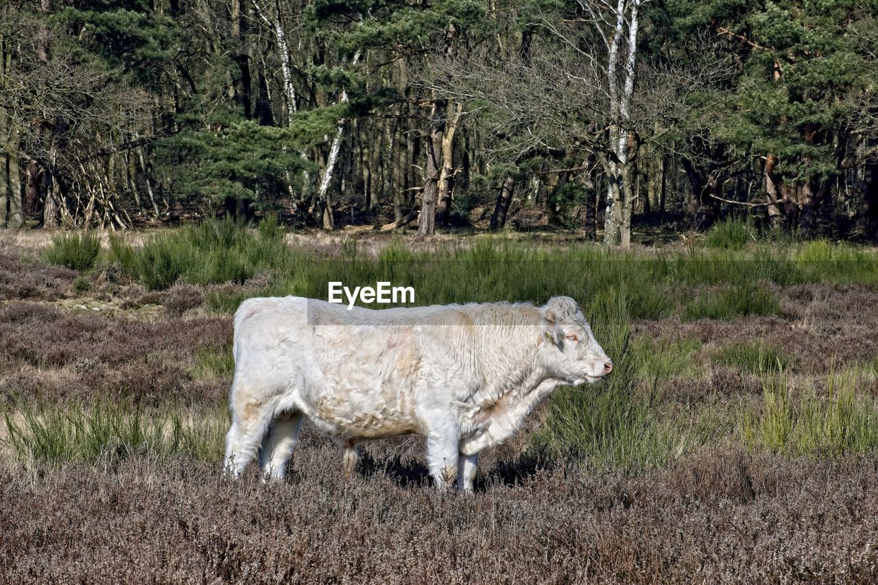 Cow grazing on field