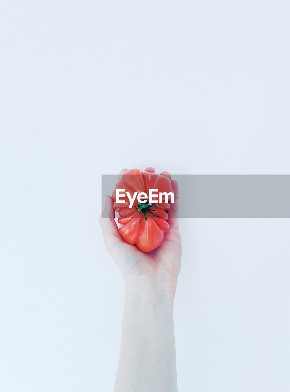 Close-up of hand holding tomato over white background