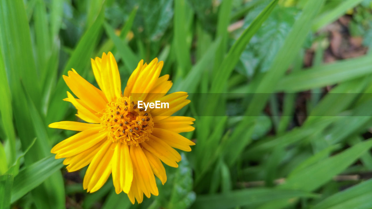 CLOSE-UP OF YELLOW POLLINATING ON FLOWER