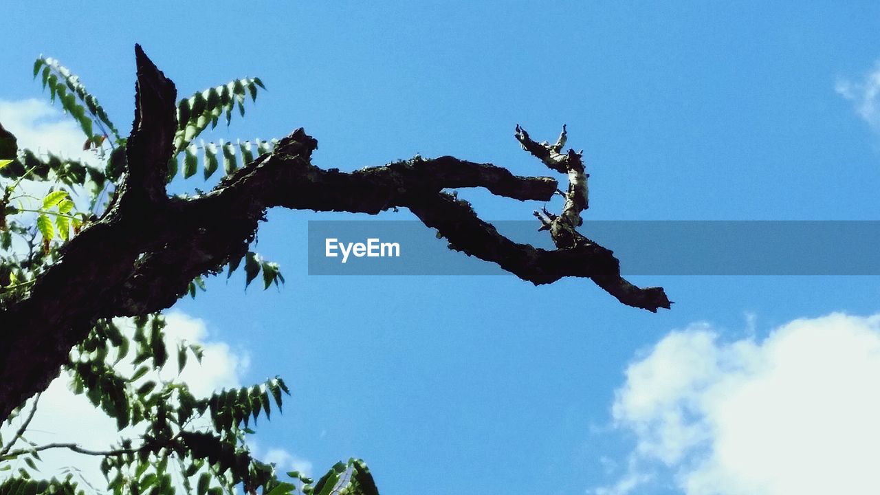 LOW ANGLE VIEW OF BRANCHES AGAINST BLUE SKY