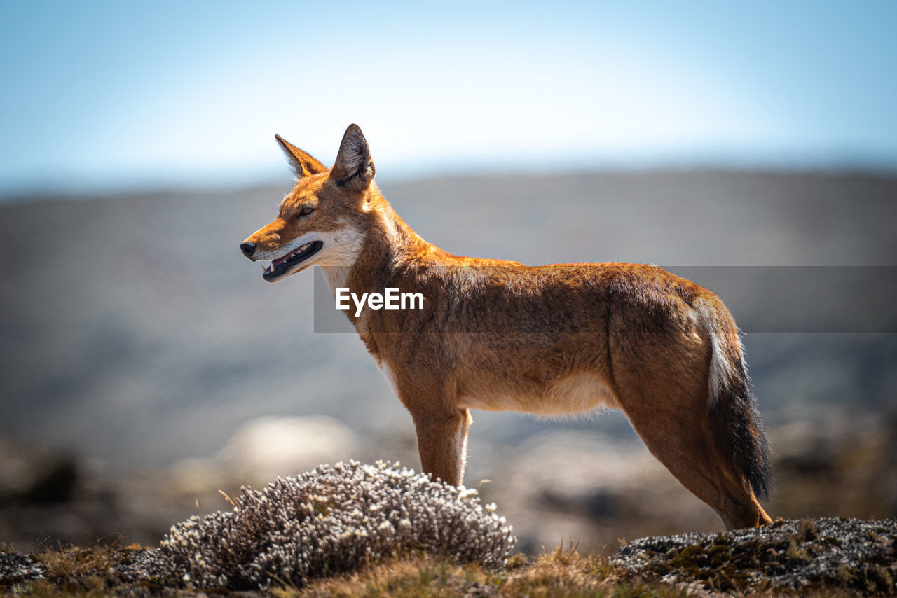 The rarest canid, the endemic ethiopian wolf isa highly endangered species numbering below 500