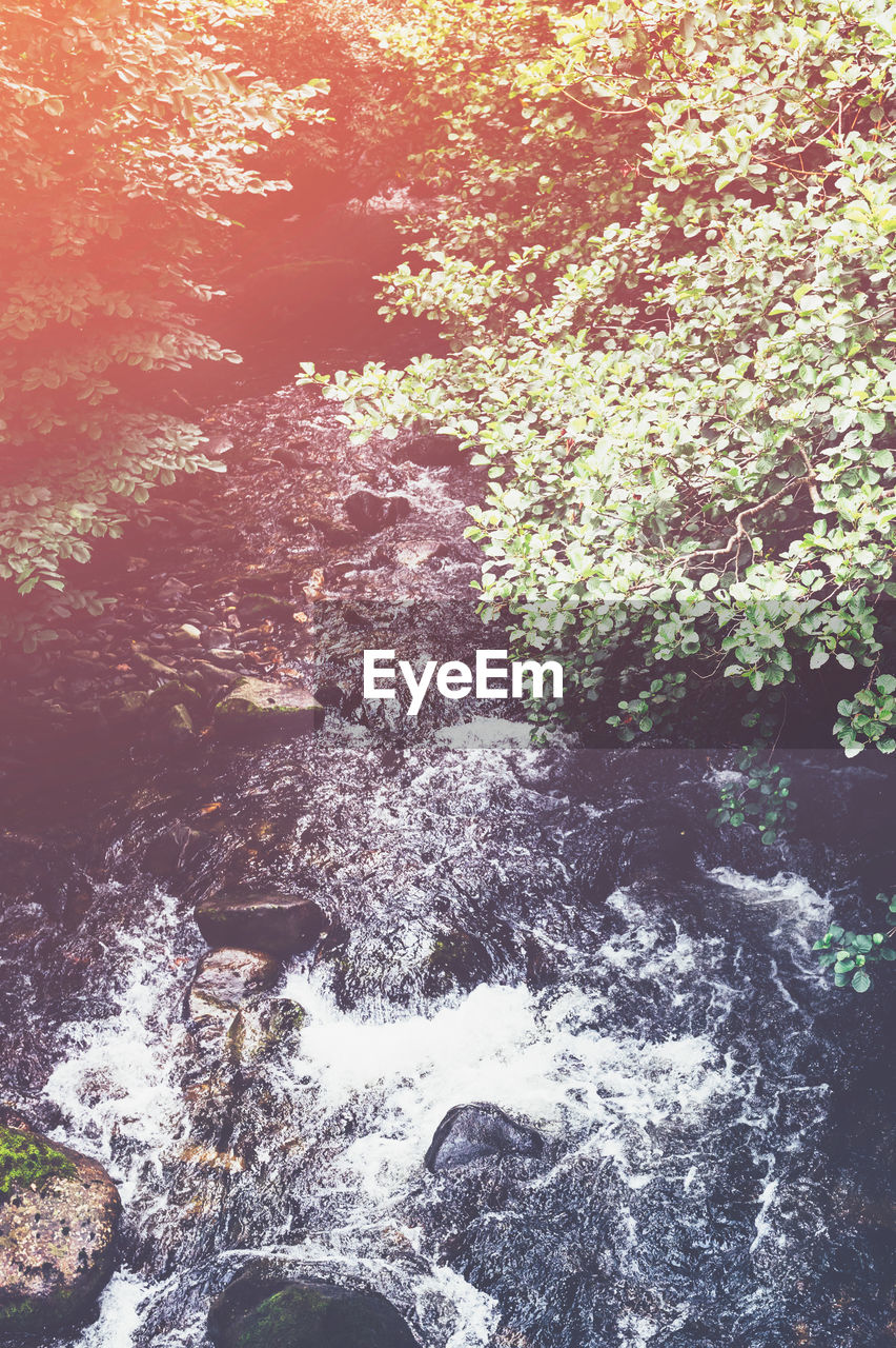 HIGH ANGLE VIEW OF WATERFALL AMIDST TREES