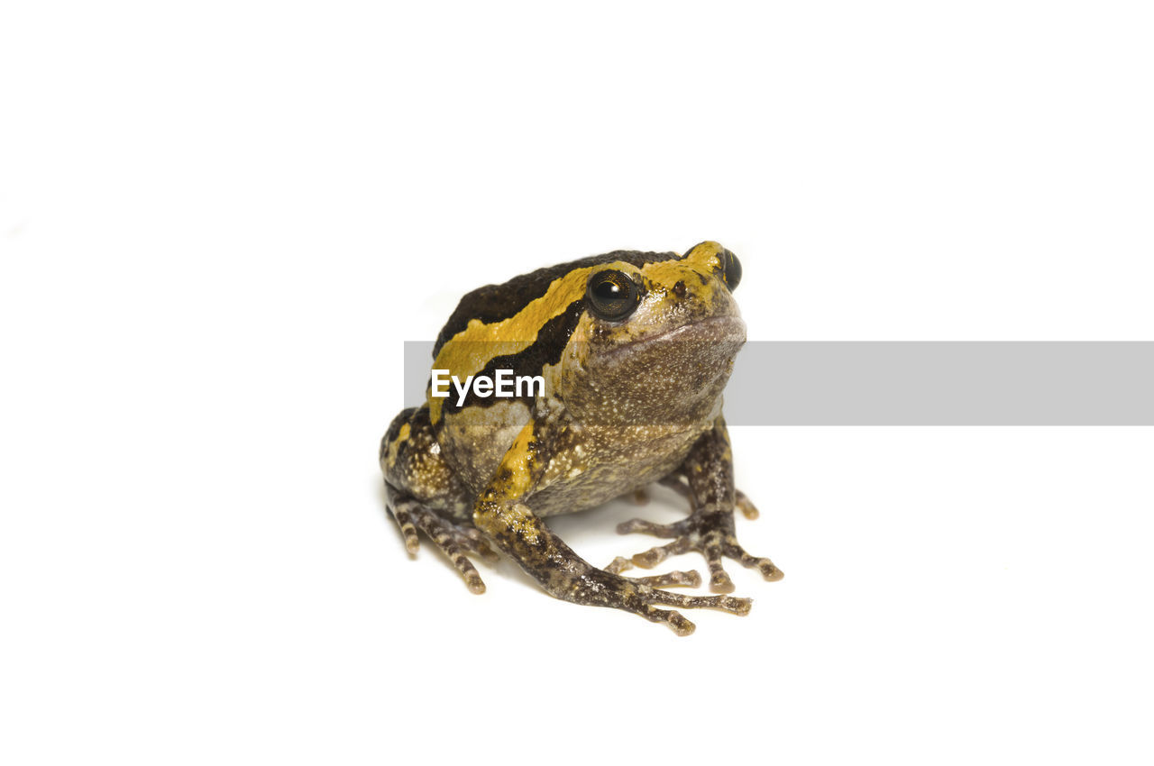 Close-up of frog over white background