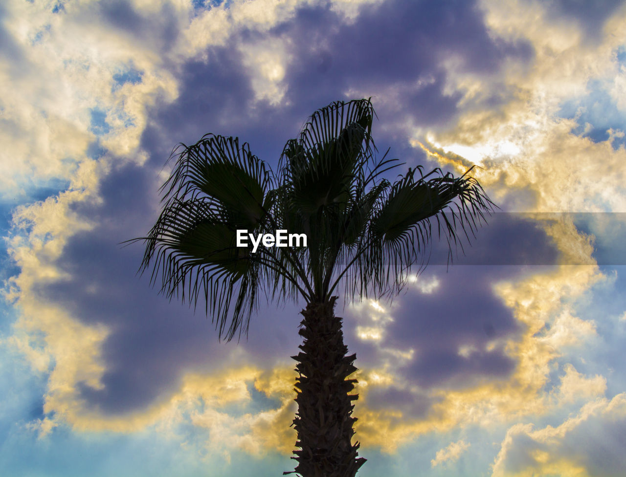 LOW ANGLE VIEW OF PALM TREE AGAINST SKY DURING SUNSET