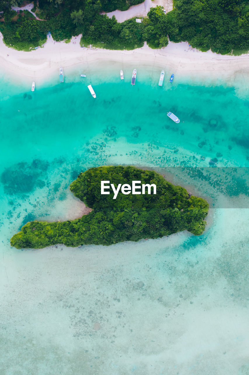 High angle view of coral in sea