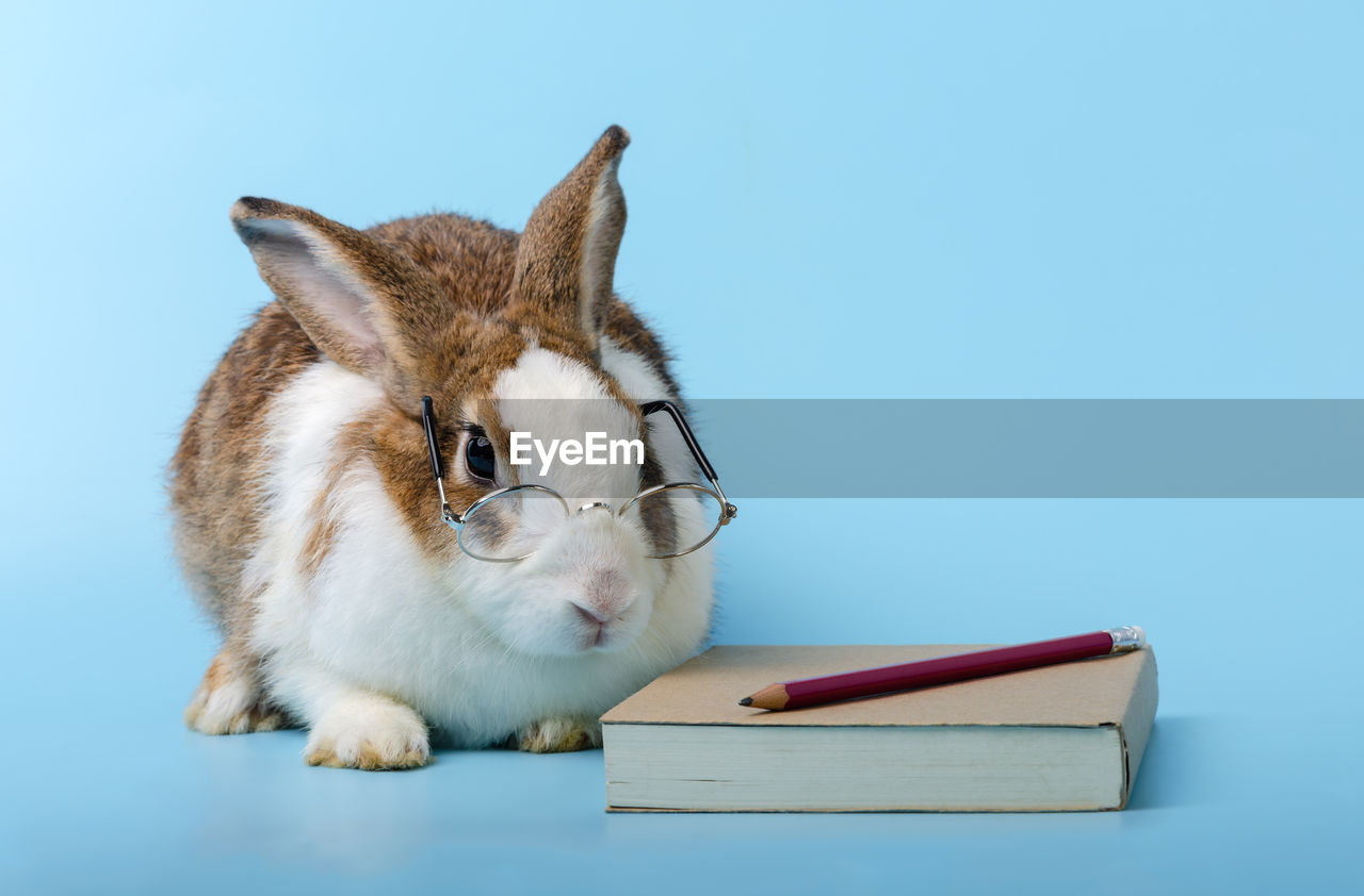 VIEW OF A RABBIT ON TABLE